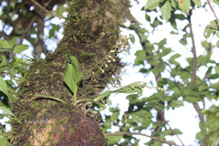 Sirhookera latifolia